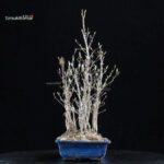 Stewartia Monadelpha - Himeshara - immagine 2