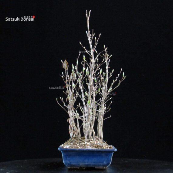 Stewartia Monadelpha - Himeshara - immagine 2