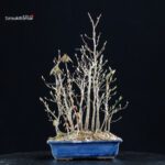 Stewartia Monadelpha - Himeshara - immagine 3