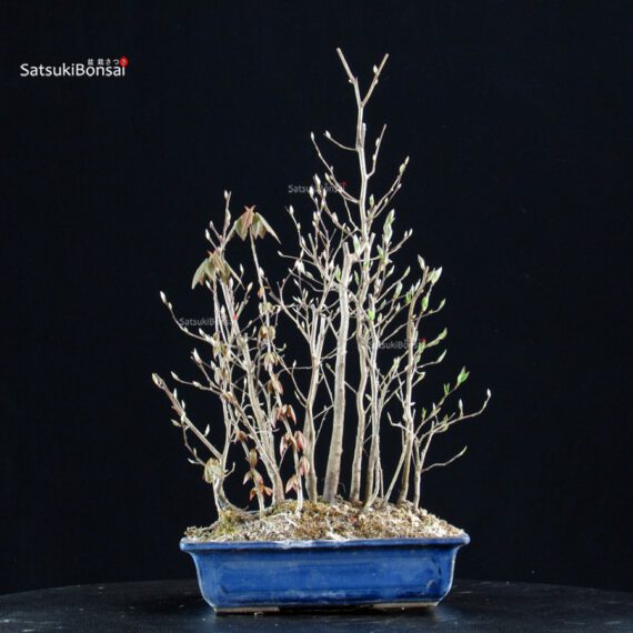 Stewartia Monadelpha - Himeshara - immagine 3