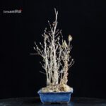 Stewartia Monadelpha - Himeshara - immagine 4