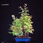 Stewartia Monadelpha - Himeshara