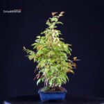 Stewartia Monadelpha - Himeshara - immagine 2
