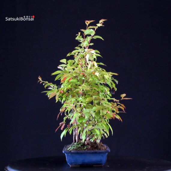 Stewartia Monadelpha - Himeshara - immagine 2
