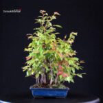Stewartia Monadelpha - Himeshara - immagine 3