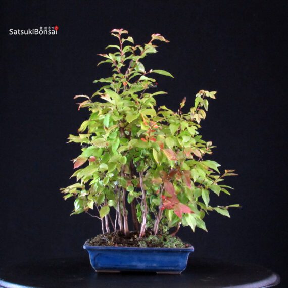 Stewartia Monadelpha - Himeshara - immagine 3