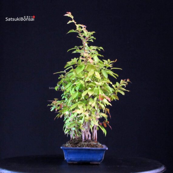 Stewartia Monadelpha - Himeshara - immagine 4