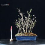 Stewartia Monadelpha - Himeshara