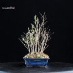 Stewartia Monadelpha - Himeshara - immagine 2