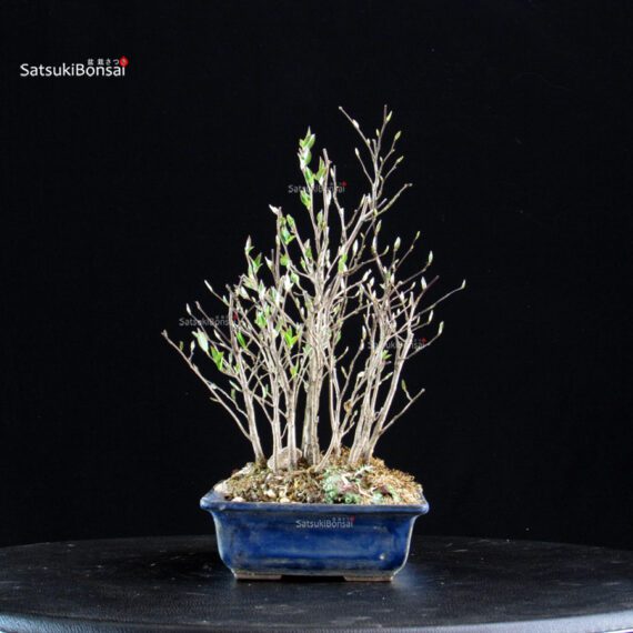 Stewartia Monadelpha - Himeshara - immagine 2