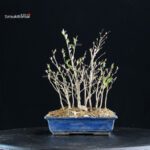 Stewartia Monadelpha - Himeshara - immagine 3