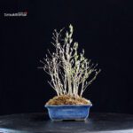 Stewartia Monadelpha - Himeshara - immagine 4