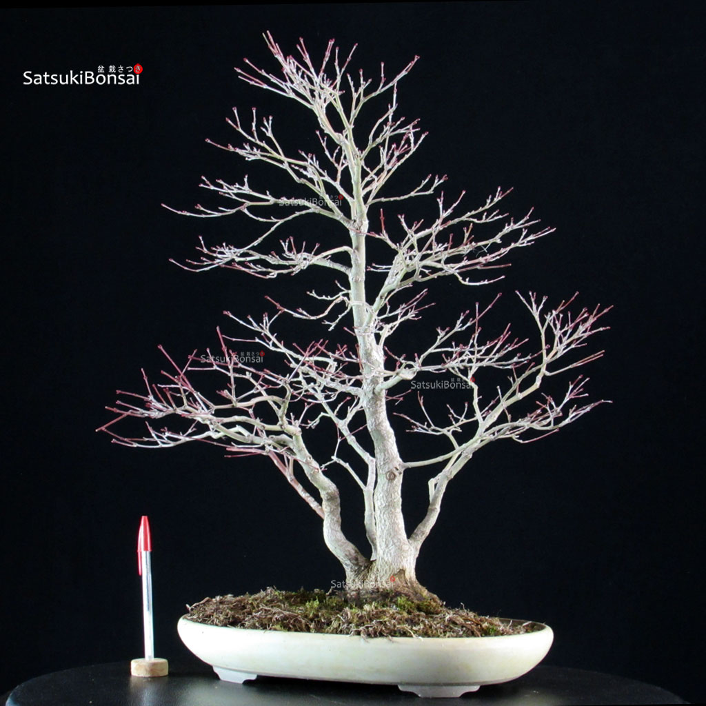 5804_1-Acer-palmatum-yamamomiji Acero palmato Yamamomiji - immagine 1