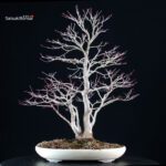 Acero palmato Yamamomiji - immagine 2