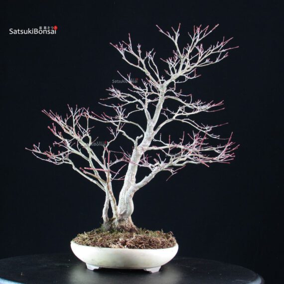 Acero palmato Yamamomiji - immagine 3