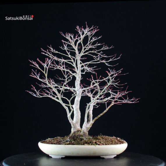 Acero palmato Yamamomiji - immagine 4