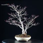 Acero palmato Yamamomiji - immagine 5