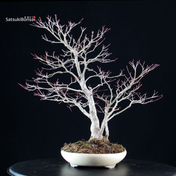 Acero palmato Yamamomiji - immagine 5