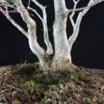 Acero palmato Yamamomiji - immagine 6