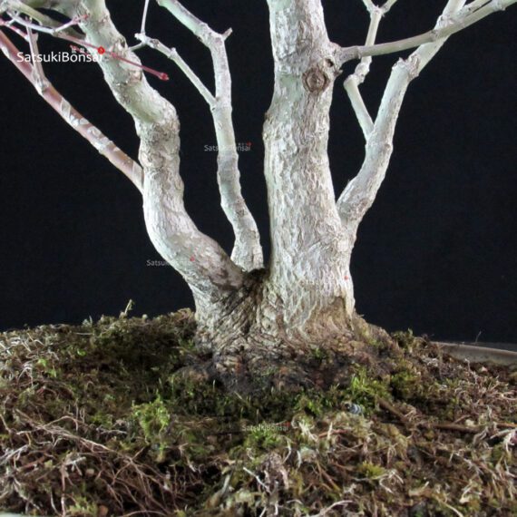 Acero palmato Yamamomiji - immagine 6