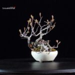 POURTHIAEA VILLOSA - immagine 2