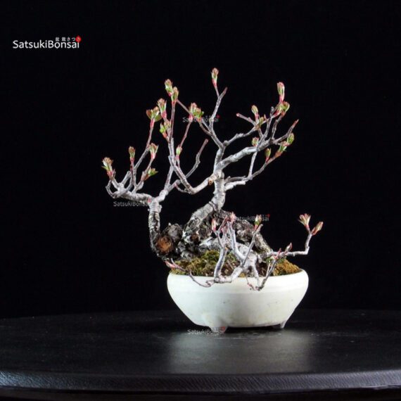 POURTHIAEA VILLOSA - immagine 2