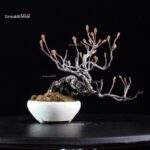 POURTHIAEA VILLOSA - immagine 3