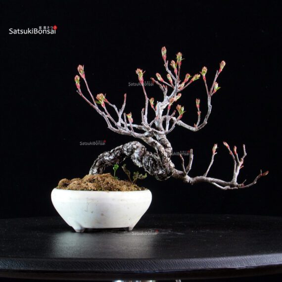 POURTHIAEA VILLOSA - immagine 3