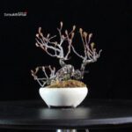 POURTHIAEA VILLOSA - immagine 4