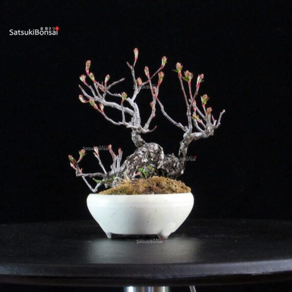 POURTHIAEA VILLOSA - immagine 4