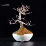 Callicarpa Japonica - immagine 4