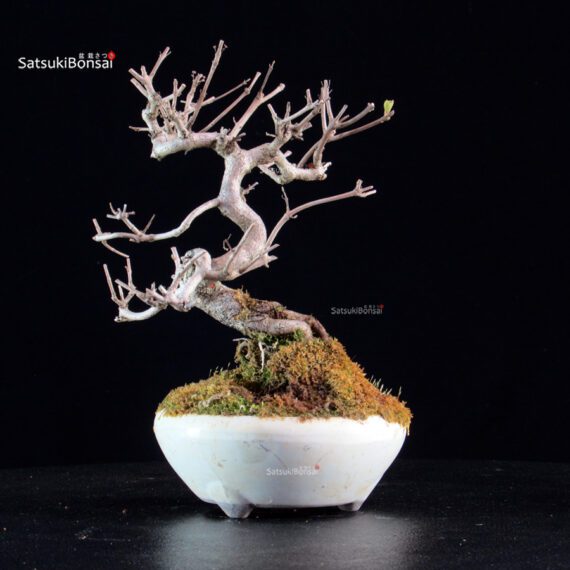 Callicarpa Japonica - immagine 6