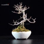 Callicarpa Japonica - immagine 5