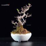 Callicarpa Japonica - immagine 4