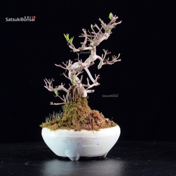 Callicarpa Japonica - immagine 4