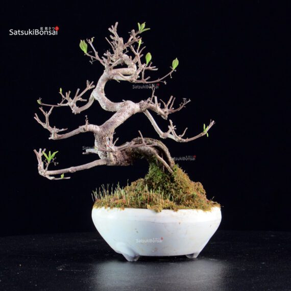 Callicarpa Japonica - immagine 6