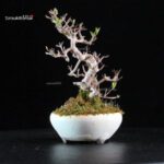 Callicarpa Japonica - immagine 5