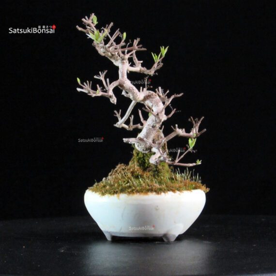 Callicarpa Japonica - immagine 5