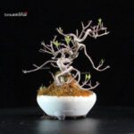 Callicarpa Japonica - immagine 6