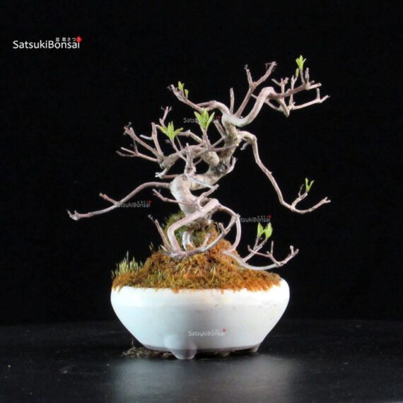 Callicarpa Japonica - immagine 6