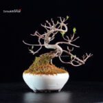 Callicarpa Japonica - immagine 5