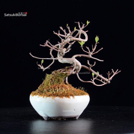 Callicarpa Japonica - immagine 5