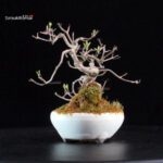 Callicarpa Japonica - immagine 4