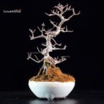 Callicarpa Japonica - immagine 4