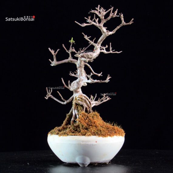 Callicarpa Japonica - immagine 4