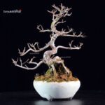 Callicarpa Japonica - immagine 5