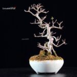 Callicarpa Japonica - immagine 6