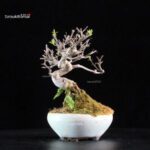 Callicarpa Japonica - immagine 4