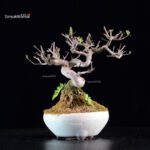 Callicarpa Japonica - immagine 6