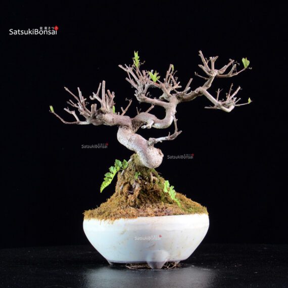 Callicarpa Japonica - immagine 6